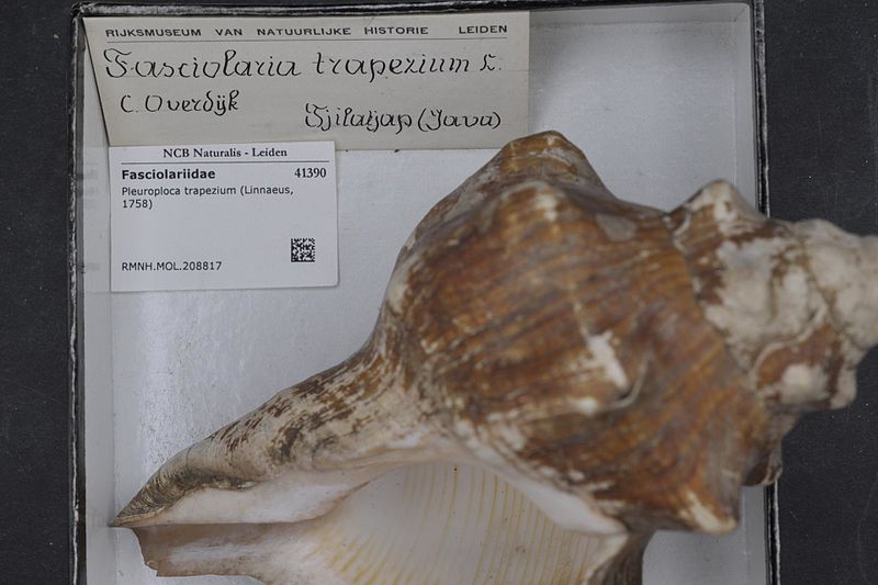 File:Naturalis Biodiversity Center - RMNH.MOL.208817 - Pleuroploca trapezium (Linnaeus, 1758) - Fasciolariidae - Mollusc shell.jpeg