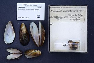 <i>Semimytilus algosus</i> Species of mussel