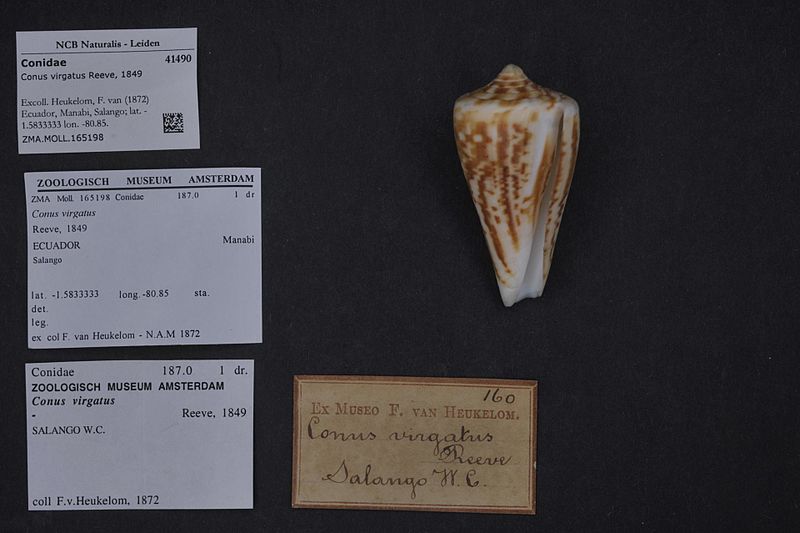 File:Naturalis Biodiversity Center - ZMA.MOLL.165198 - Conus virgatus Reeve, 1849 - Conidae - Mollusc shell.jpeg