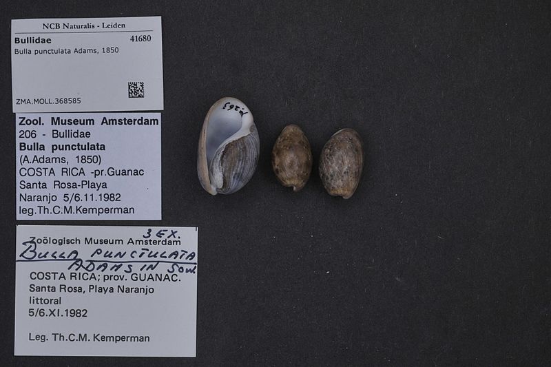 File:Naturalis Biodiversity Center - ZMA.MOLL.368585 - Bulla punctulata Adams, 1850 - Bullidae - Mollusc shell.jpeg