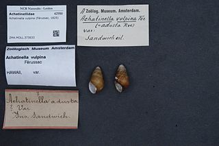 <i>Achatinella vulpina</i> Species of gastropod