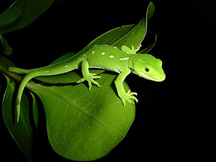 Ящерица ночное животное. Новозеландские зелёные Гекконы. Тукке геккон. Ящерица геккон зеленый. Пресмыкающиеся Гекконы.