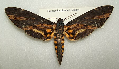 Neococytius cluentius