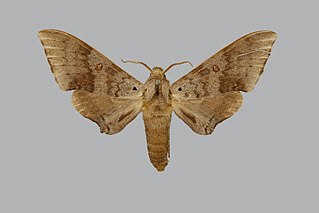 <i>Neopolyptychus prionites</i> Species of moth