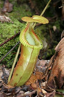 <i>Nepenthes × harryana</i> species of plant