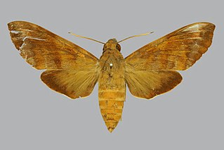 <i>Nephele leighi</i> Species of moth
