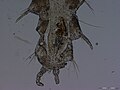 Нерилла антенната, pydigium.jpg