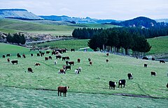 Cattle in New Zealand Landscape, 2006