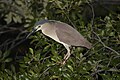 Night Heron Kangaroo Point-01 (107949632).jpg