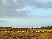 Noordsche Veld (2009)