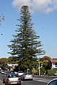 Over 45m tall, the tallest specimen in Auckland, New Zealand