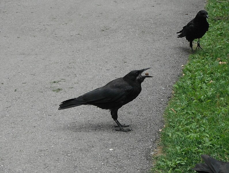 File:Northwestern Crow (Corvus caurinus) toss.jpg