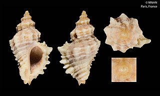 <i>Ocenebra hispidula</i> Species of gastropod