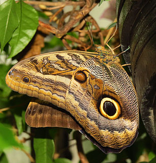 <i>Caligo oileus</i> species of insect