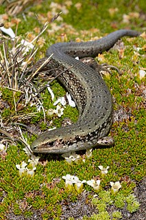 Green skink Species of lizard