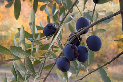 Olive fruit on the branch (2007).jpg