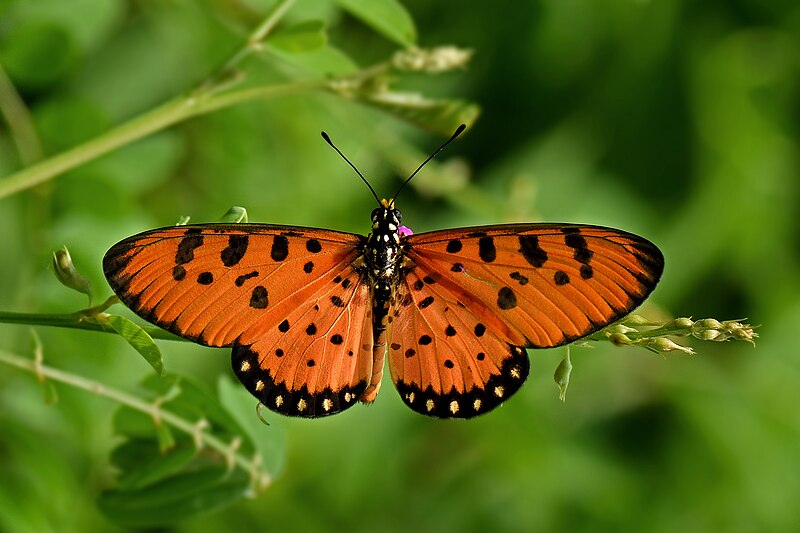 File:Open wing posture Basking of Acraea terpsicore (Linnaeus, 1758) – Tawny Coster DSC 1074.jpg