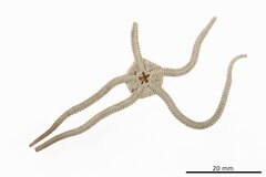 File:Ophiolepis pacifica - OPH-000438 hab-ven.tif (Category:Echinodermata in the Natural History Museum of Denmark)