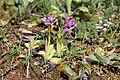 Ophrys tenthredinifera Portugal - Vale de Ventos