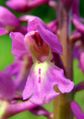 Orchis mascula Germany - Saarland