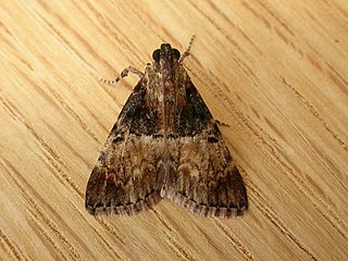 <i>Orthaga</i> Genus of moths