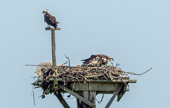 Ospreys and chicks feeding in Jamaica Bay Wildlife Refuge