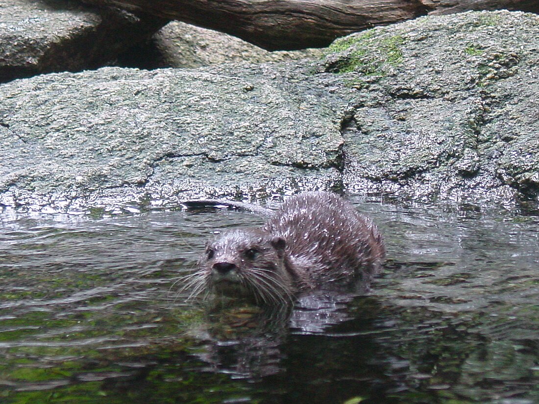 水獺