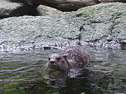 Otter