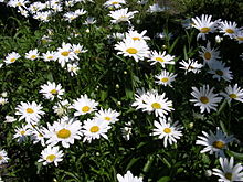 Oxeye daisy-oliv.jpg