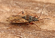 Pachybrachius fracticollis (Lygaeidae), Groesbeek, yang Netherlands.jpg