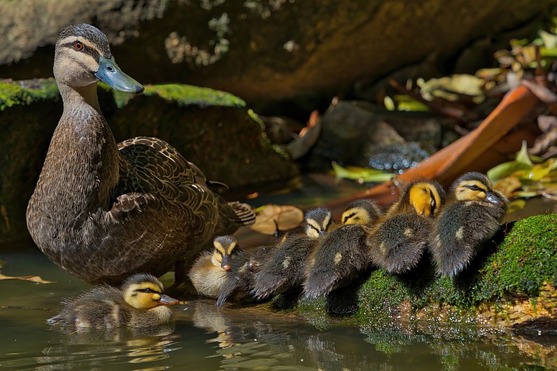 File:Pacific Black Duck - AndrewMercer - DSC07814.jpg