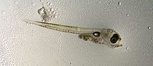 Thumbnail for File:Pacific cod larvae.jpg