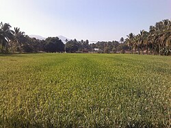 Sawah di Karipatti Desa நெல் வயல்