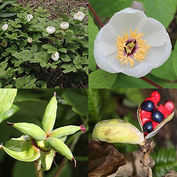 Paeonia obovata