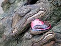 Painted pebble in Lesnes Abbey Woods, Abbey Wood.