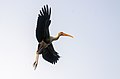 * Nomination Painted Stork at Rabindra sarobar, Kolkata Rangan Datta Wiki 02:40, 12 September 2023 (UTC)  Oppose It looks to be a difficult shot, but the tips of the wings are not in focus and it appears noisy. --Relativity 04:07, 12 September 2023 (UTC) * Decline {{{2}}}