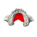 Palatine process of maxilla - close up - inferior view.png