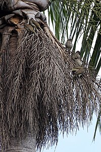 Группа пальмовых чеканов на королевской пальме