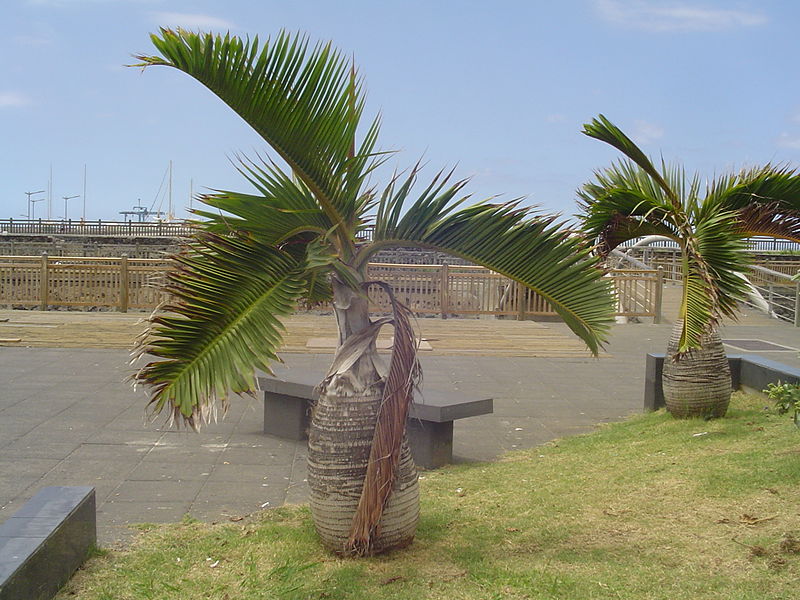 File:Palmiers bouteille près du port (2855343063).jpg