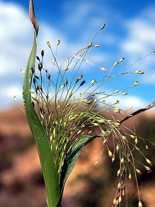 <i>Panicum capillare</i> Species of flowering plant