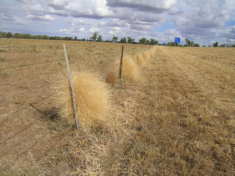 File:Panicum decompositum flowerheads blown against fence2 (8242306777).jpg