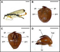 Male Panorpa dubia.
A, Body in lateral view; B-D. male genital bulb and gonostyli. B, dorsal view; C, ventral view; D, lateral view. ep, epandrium; gcx, gonocoxite; gs, gonostylus; hv, hypovalva; hyp, hypandrium. Scale bars represent 3 mm in A, 1 mm in B-D Panorpa dubia (Mecoptera) anatomy.tiff