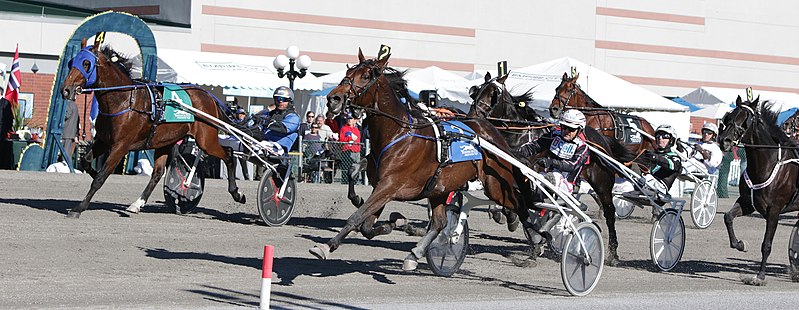 File:Papagayo E (-2)- 2015 International Trot - Yonkers Trot.jpg