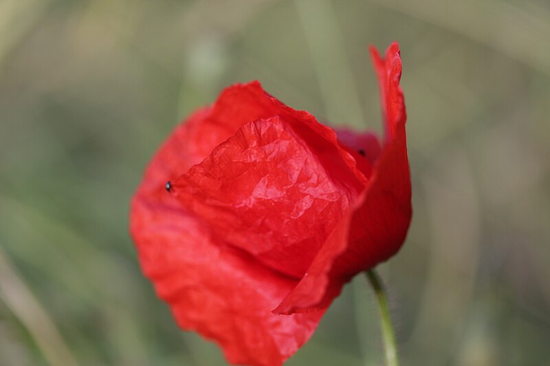 File:Papaver rhoeas - panoramio (3).jpg