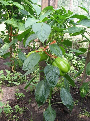 Capsicum annuum