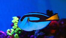 Paracanthurus Hepatus in a home aquarium.jpg