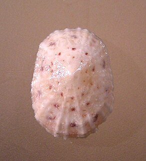 <i>Eoacmaea pustulata</i> Species of gastropod