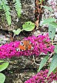 Peacock butterfly in a garden at Sharptor