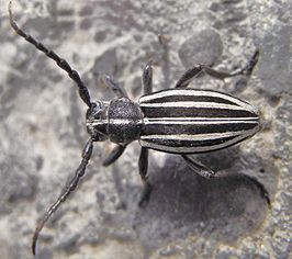 Dorcadion scopolii