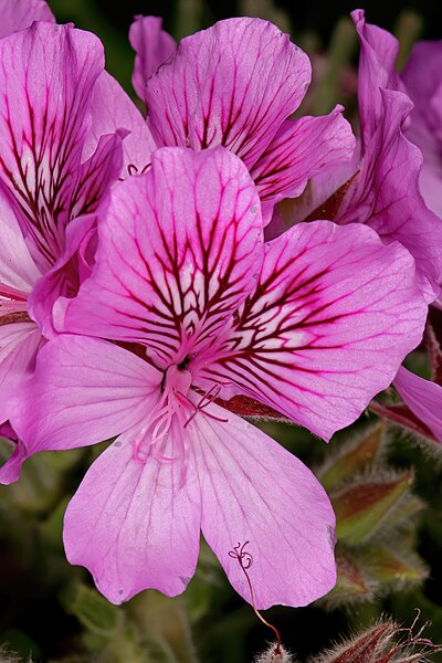 File:Pelargonium cucullatum 1DS-II 1-C3419.jpg